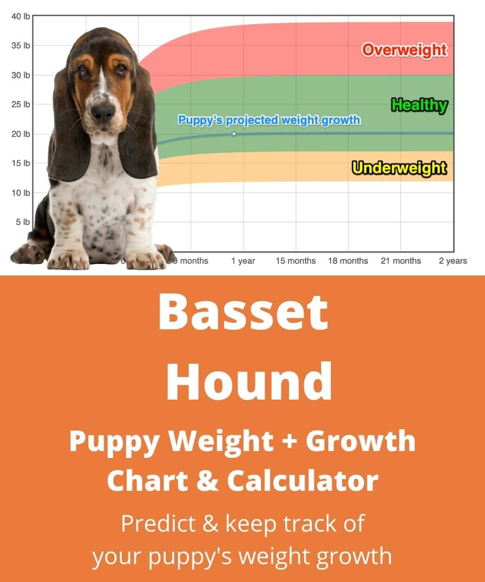 8 week old deals basset hound weight